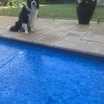 Border collie sitting beside a pool fitted with the Ultra Watermark cover