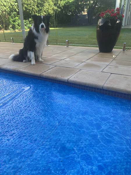 Border collie sitting beside a pool fitted with the Ultra Watermark cover