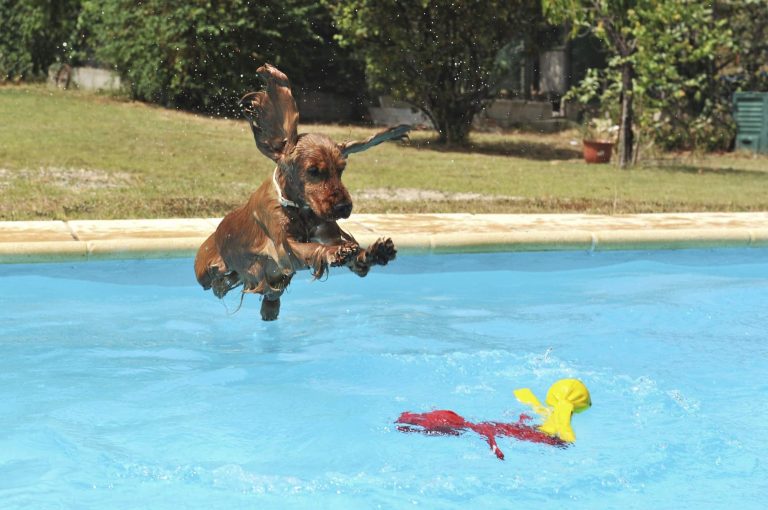 Cocker spaniel dog jumping into a solar-heated backyard swimming pool with floating pool toys