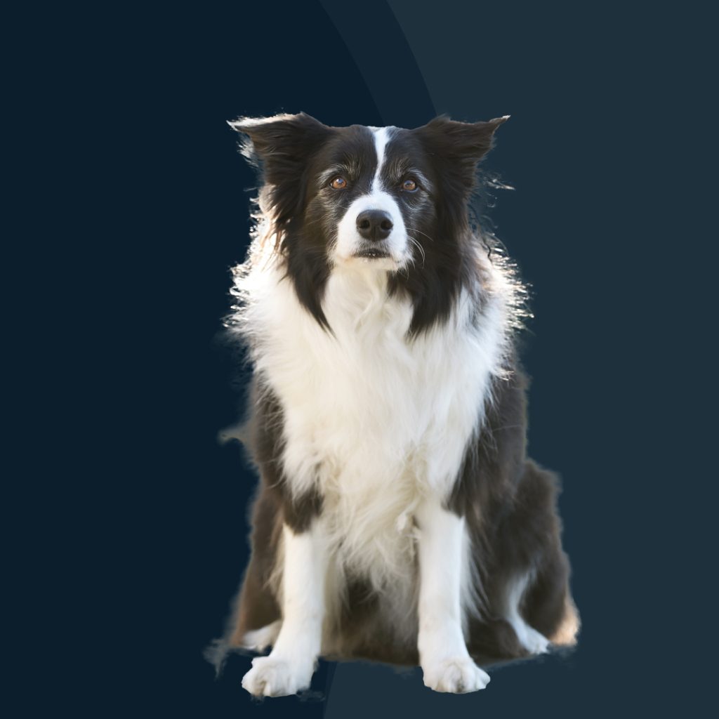 Portrait photo of Frankie, a border collie dog, on the About Us page